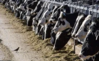 Michigan Farmworker Diagnosed with Bird Flu: Second US Case Tied to Dairy Cows